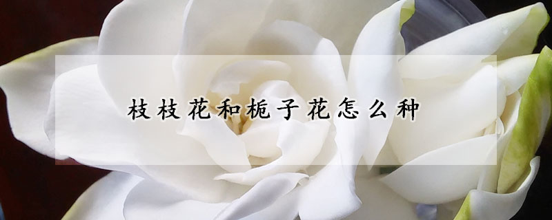 枝枝花和梔子花怎么種