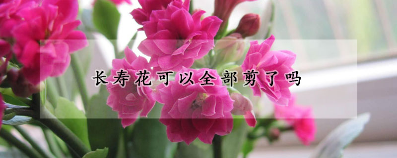 長(zhǎng)壽花可以全部剪了嗎