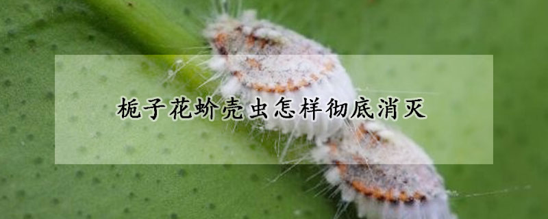 梔子花蚧殼蟲(chóng)怎樣徹底消滅