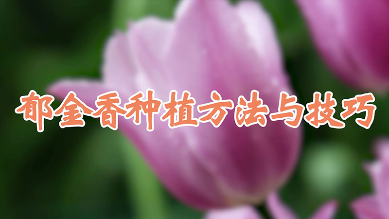 郁金香種植方法與技巧