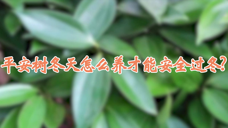 平安樹冬天怎么養(yǎng)才能安全過冬?