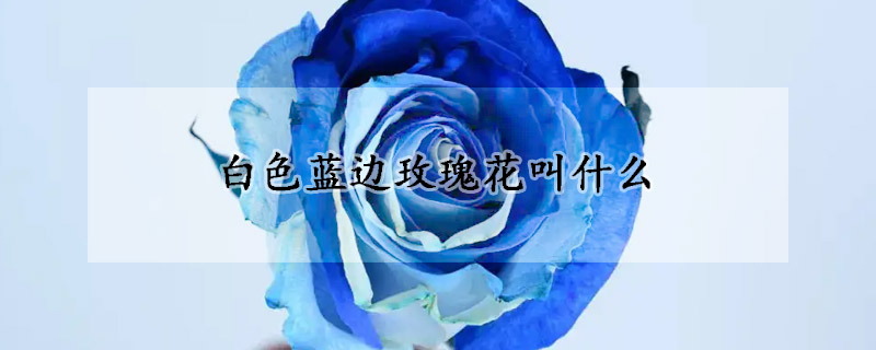 白色藍邊玫瑰花叫什么