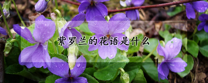 紫羅蘭的花語是什么