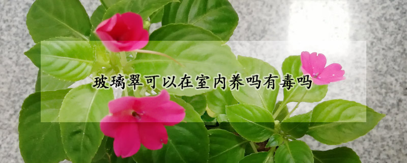 玻璃翠可以在室內養嗎有毒嗎