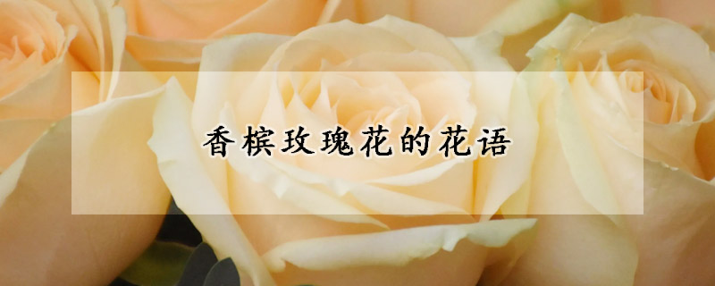 香檳玫瑰花的花語