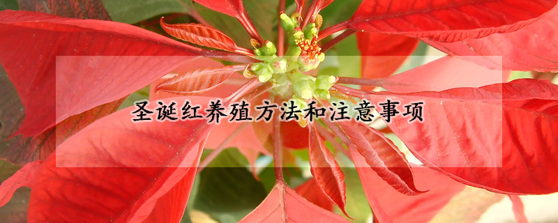 圣誕紅養(yǎng)殖方法和注意事項