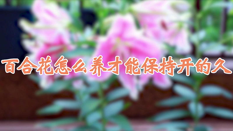 百合花怎么養才能保持開的久