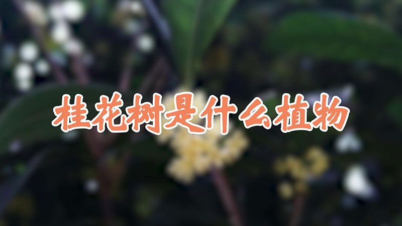 桂花樹是什么植物