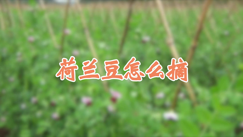 荷蘭豆怎么摘