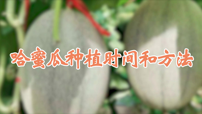 哈蜜瓜種植時(shí)間和方法