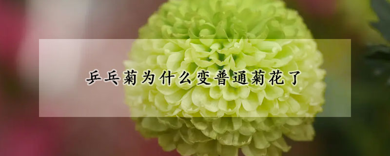 乒乓菊為什么變普通菊花了