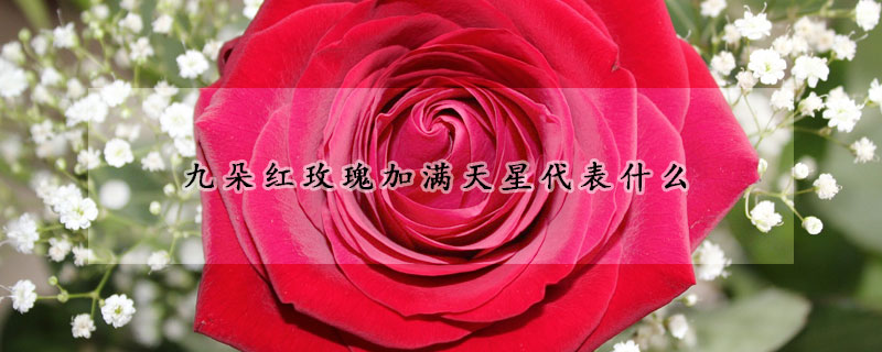 九朵紅玫瑰加滿天星代表什么