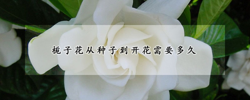 梔子花從種子到開(kāi)花需要多久