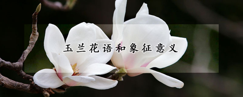 玉蘭花語和象征意義