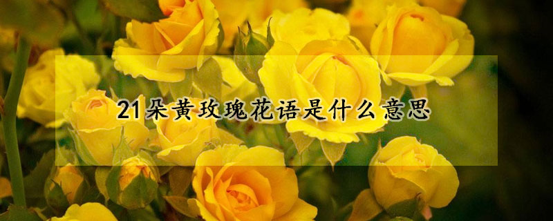 21朵黃玫瑰花語是什么意思