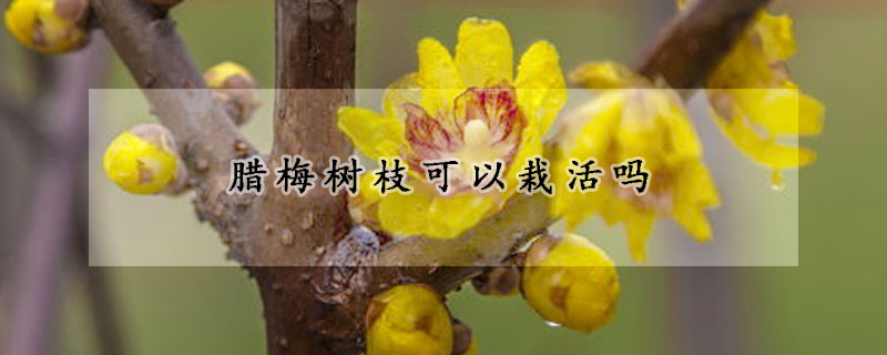 臘梅樹(shù)枝可以栽活嗎