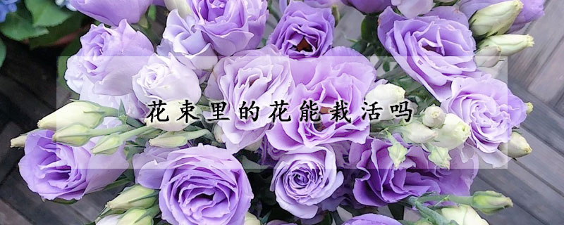 花束里的花能栽活嗎