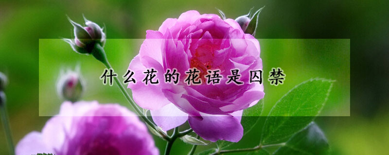 什么花的花語是囚禁