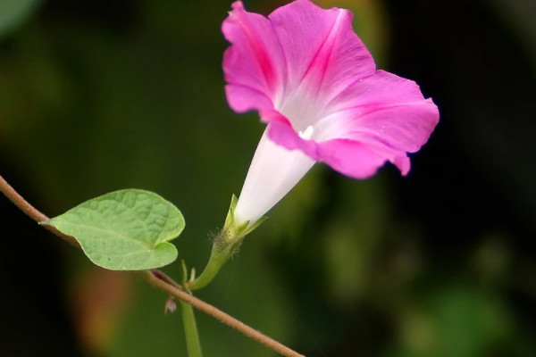 什么花的花語是囚禁