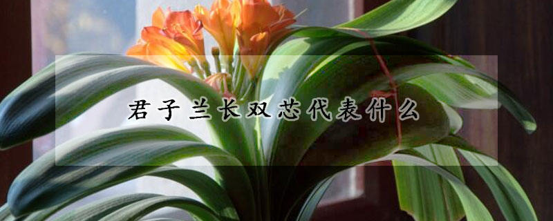 君子蘭長(zhǎng)雙芯代表什么