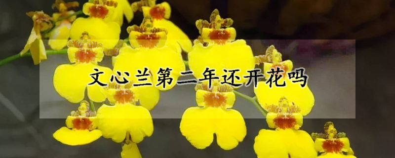 文心蘭第二年還開(kāi)花嗎