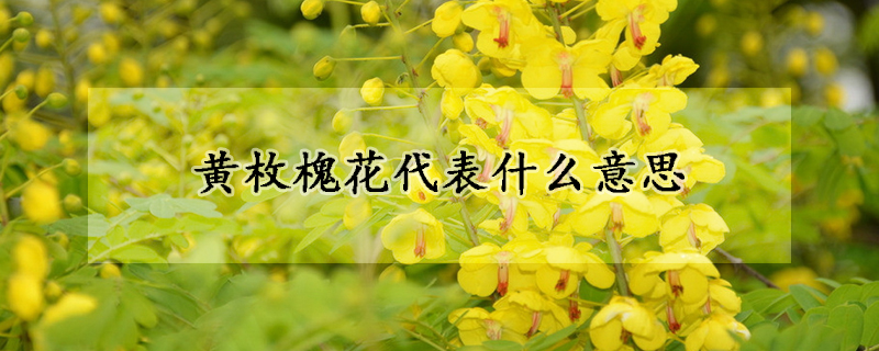 黃枚槐花代表什么意思