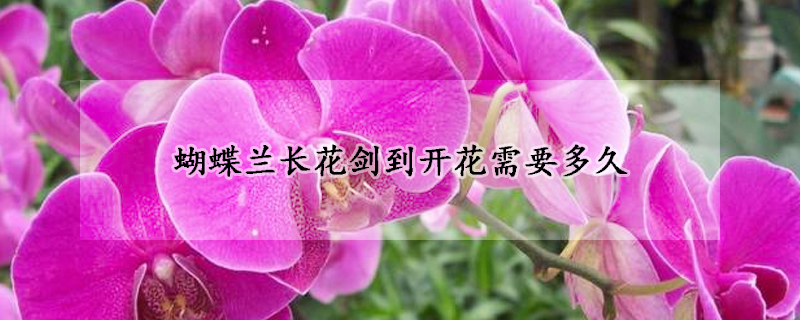 蝴蝶蘭長(zhǎng)花劍到開(kāi)花需要多久