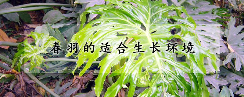 春羽的適合生長(zhǎng)環(huán)境