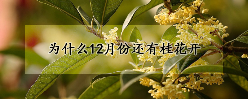 為什么12月份還有桂花開