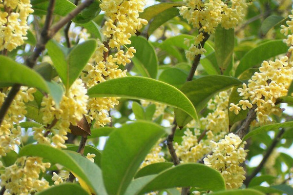 為什么12月份還有桂花開