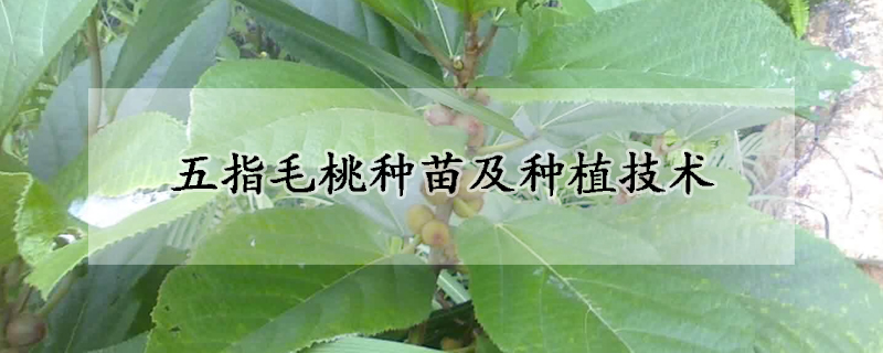 五指毛桃種苗及種植技術