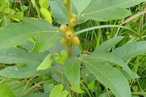 五指毛桃種苗及種植技術(shù)