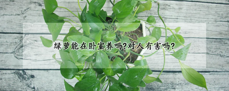 綠蘿能在臥室養(yǎng)嗎?對(duì)人有害嗎?