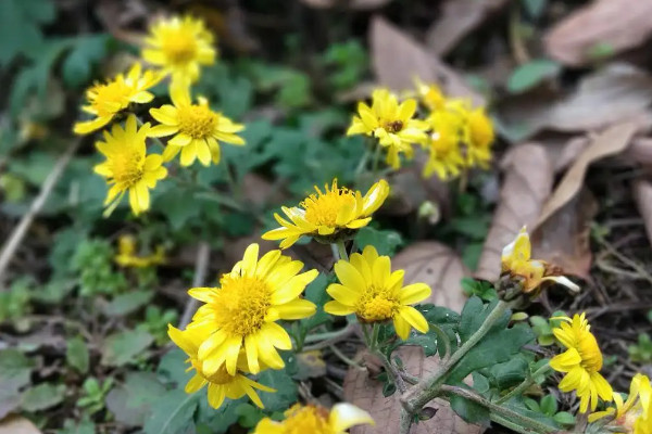 野菊花采摘花全開(kāi)還是半開(kāi)