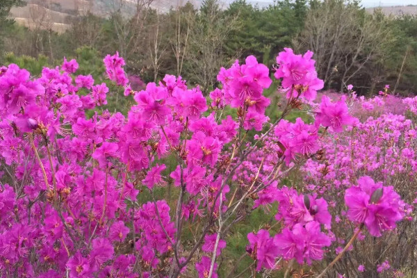 金達萊花的寓意是什么