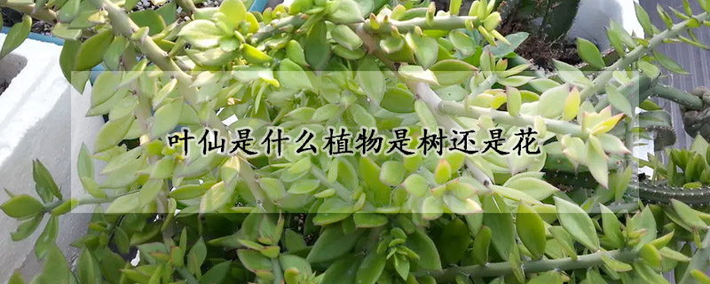 葉仙是什么植物是樹(shù)還是花