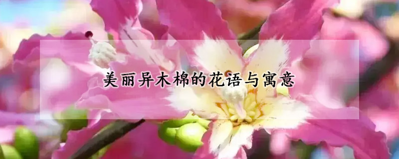 美麗異木棉的花語(yǔ)與寓意