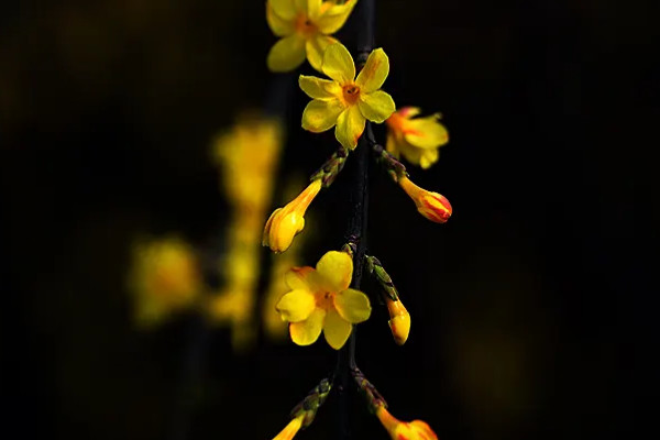 黃色花朵都有什么花