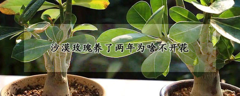 沙漠玫瑰養(yǎng)了兩年為啥不開花