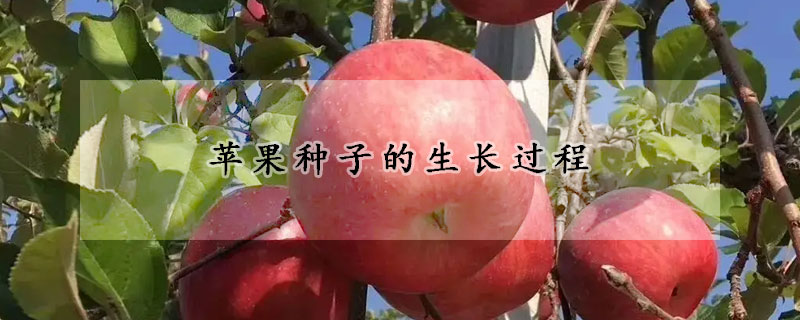 蘋(píng)果種子的生長(zhǎng)過(guò)程