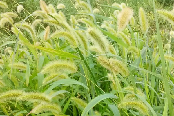 狗尾巴草的變化過程