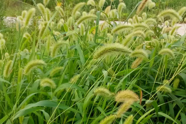 狗尾巴草的變化過程