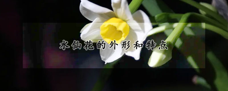 水仙花的外形和特點(diǎn)