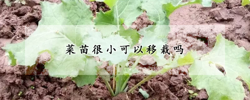 菜苗很小可以移栽嗎