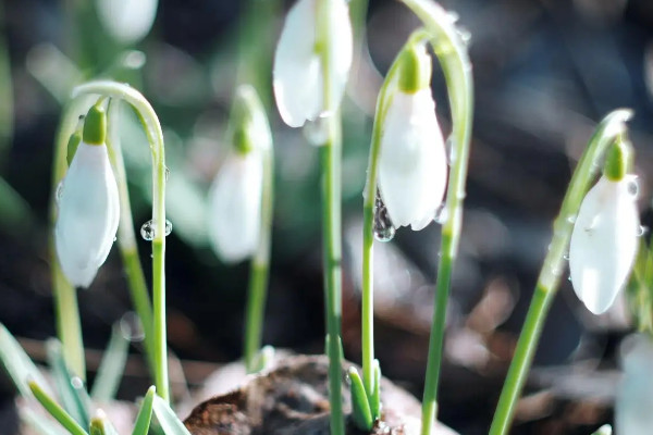 雪滴花別名