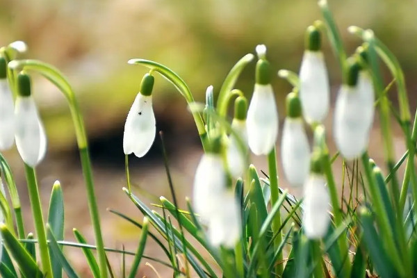 雪滴花別名