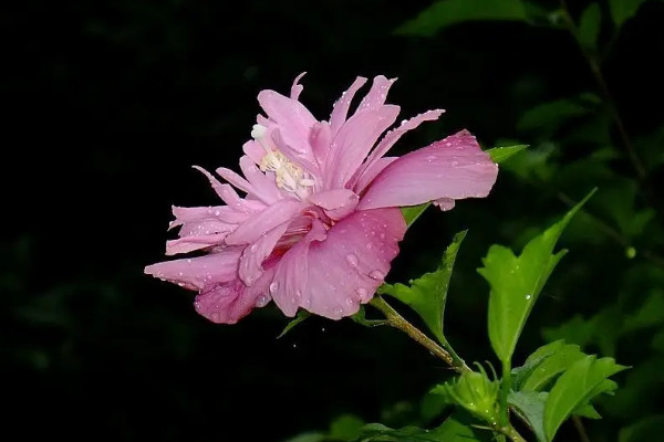 木槿花的養殖方法與繁殖技術