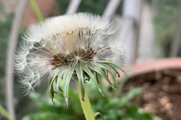 蒲公英的變化過程