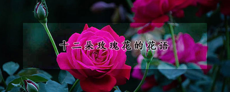 十二朵玫瑰花的花語(yǔ)