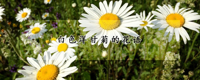 白色洋甘菊的花語